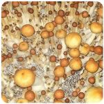 Псилоцибиновые (галлюциногенные)  грибы Psilocybin "Golden Teacher" в Новотроицке